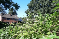 20200918_123308_resized